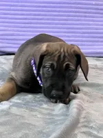 Fawn female (AKC), a female Great Dane for sale in Plainfield, IL – Photo 6 of 8