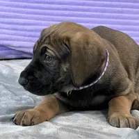 Fawn female (AKC), a female Great Dane for sale in Plainfield, IL – Photo 5 of 8