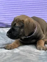 Fawn female (AKC), a female Great Dane for sale in Plainfield, IL – Photo 5 of 8