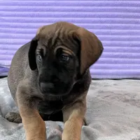 Fawn female (AKC), a female Great Dane for sale in Plainfield, IL – Photo 7 of 8