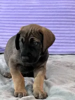 Fawn female (AKC), a female Great Dane for sale in Plainfield, IL – Photo 7 of 8