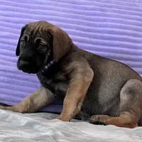 Fawn female (AKC), a female Great Dane for sale in Plainfield, IL – Photo 4 of 8