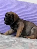 Fawn female (AKC), a female Great Dane for sale in Plainfield, IL – Photo 4 of 8