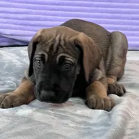 Fawn female (AKC), a female Great Dane for sale in Plainfield, IL – Photo 3 of 8