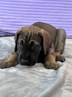 Fawn female (AKC), a female Great Dane for sale in Plainfield, IL – Photo 3 of 8