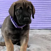 Fawn female (AKC), a female Great Dane for sale in Plainfield, IL – Photo 1 of 8