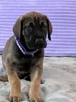 Fawn female (AKC), a female Great Dane for sale in Plainfield, IL – Photo 1 of 8