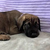 Fawn female (AKC), a female Great Dane for sale in Plainfield, IL – Photo 8 of 8