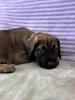 Fawn female (AKC), a female Great Dane for sale in Plainfield, IL – Photo 8 of 8