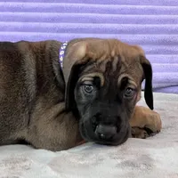 Fawn female (AKC), a female Great Dane for sale in Plainfield, IL – Photo 2 of 8