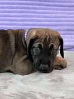 Fawn female (AKC), a female Great Dane for sale in Plainfield, IL – Photo 2 of 8