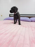 Blue female (Silver collar), a female Great Dane for sale in Plainfield, IL – 2 of 10