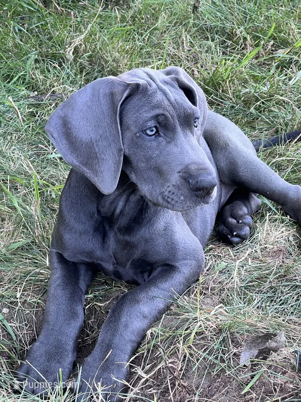 Blue female (Pink collar) – Great Dane puppy for sale in Plainfield, IL