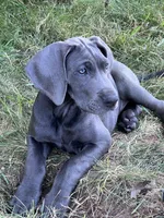 Blue female (Pink collar), a female Great Dane for sale in Plainfield, IL – 1 of 8