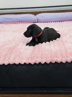 Black male, a male Great Dane for sale in Plainfield, IL – 5 of 9