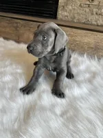 Black collar, a male Great Dane for sale in Plainfield, IL – Photo 10 of 10