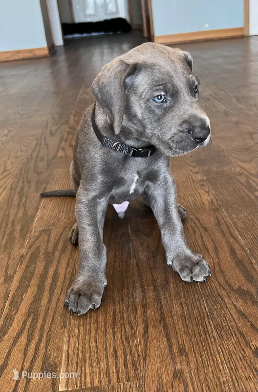 Black collar, a male Great Dane for sale in Plainfield, IL – Photo 1 of 10