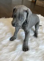 Black collar, a male Great Dane for sale in Plainfield, IL – Photo 4 of 10