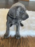 Black collar, a male Great Dane for sale in Plainfield, IL – Photo 2 of 10