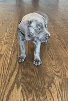 Black collar, a male Great Dane for sale in Plainfield, IL – Photo 8 of 10