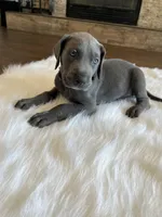 Black collar, a male Great Dane for sale in Plainfield, IL – Photo 3 of 10