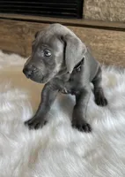 Black collar, a male Great Dane for sale in Plainfield, IL – Photo 5 of 10