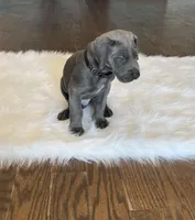 Black collar, a male Great Dane for sale in Plainfield, IL – Photo 6 of 10