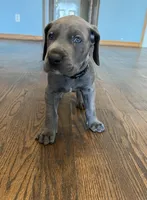 Black collar, a male Great Dane for sale in Plainfield, IL – Photo 7 of 10