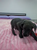 Blue female (Pink collar), a female Great Dane for sale in Plainfield, IL – 8 of 9