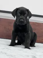 Navy Collar, a male Great Dane for sale in Plainfield, IL – Photo 2 of 10