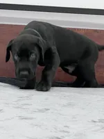 Navy Collar, a male Great Dane for sale in Plainfield, IL – Photo 9 of 10