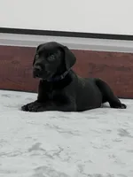 Navy Collar, a male Great Dane for sale in Plainfield, IL – Photo 5 of 10