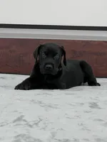 Navy Collar, a male Great Dane for sale in Plainfield, IL – Photo 10 of 10