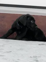 Navy Collar, a male Great Dane for sale in Plainfield, IL – Photo 6 of 10