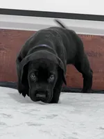 Navy Collar, a male Great Dane for sale in Plainfield, IL – Photo 3 of 10