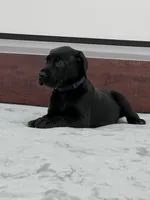 Navy Collar, a male Great Dane for sale in Plainfield, IL – Photo 4 of 10