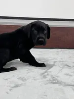 Navy Collar, a male Great Dane for sale in Plainfield, IL – Photo 7 of 10