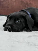 Navy Collar, a male Great Dane for sale in Plainfield, IL – Photo 8 of 10