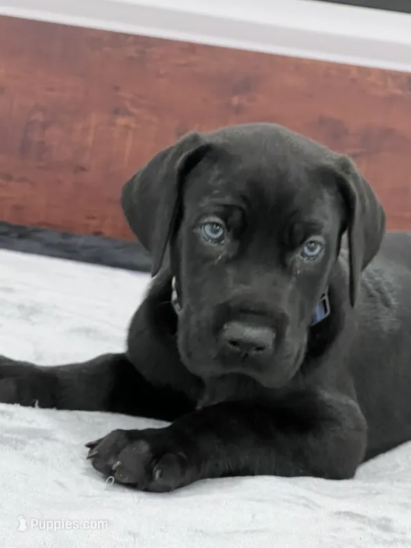 Navy Collar, a male Great Dane for sale in Plainfield, IL – Photo 1 of 10