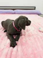 Blue female (Pink collar), a female Great Dane for sale in Plainfield, IL – 7 of 9