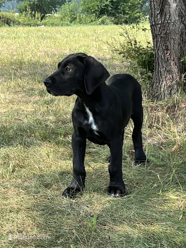 Black male – Great Dane puppy for sale in Plainfield, IL