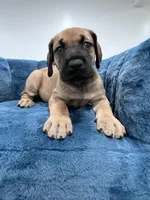 Fawn female, a female Great Dane for sale in Plainfield, IL – Photo 6 of 9