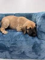 Fawn female, a female Great Dane for sale in Plainfield, IL – Photo 7 of 9