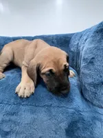 Fawn female, a female Great Dane for sale in Plainfield, IL – Photo 4 of 9