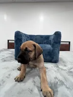 Fawn female, a female Great Dane for sale in Plainfield, IL – Photo 2 of 9