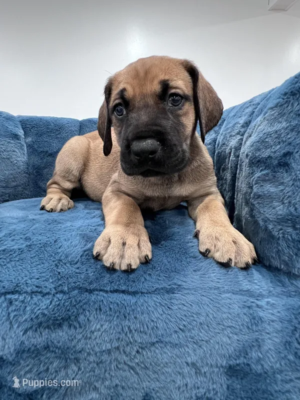 Fawn female, a female Great Dane for sale in Plainfield, IL – Photo 1 of 9