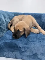 Fawn female, a female Great Dane for sale in Plainfield, IL – Photo 3 of 9