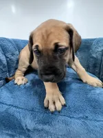 Fawn female, a female Great Dane for sale in Plainfield, IL – Photo 9 of 9