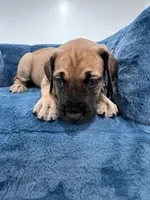 Fawn female, a female Great Dane for sale in Plainfield, IL – Photo 8 of 9