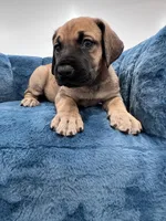 Fawn female, a female Great Dane for sale in Plainfield, IL – Photo 5 of 9